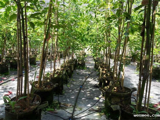 米兰app官网入口