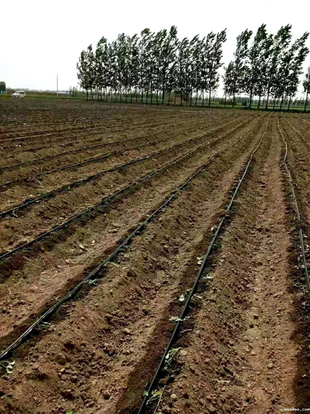 迷宫滴灌带现场