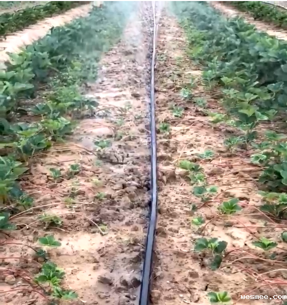 微喷带浇灌现场