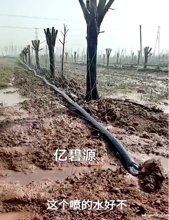 米兰电竞下载入口微喷带现场状况