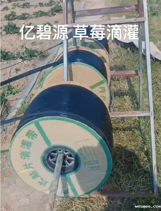 草莓滴灌现场