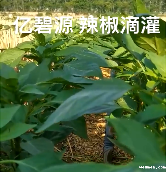 贴片式滴灌带辣椒滴灌现场