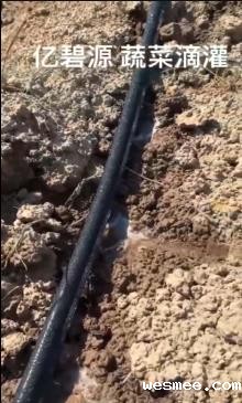 米兰电竞下载入口蔬菜滴灌