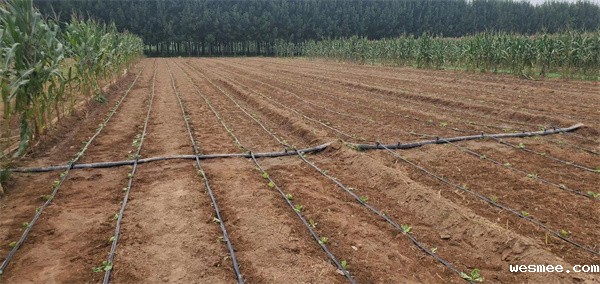 白菜地滴灌厂家