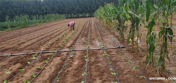 山东白菜地滴灌厂家