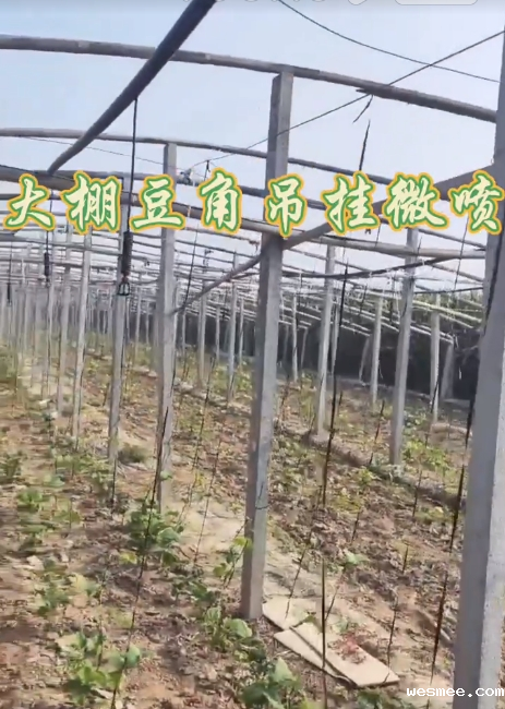 大棚豆角吊挂微喷