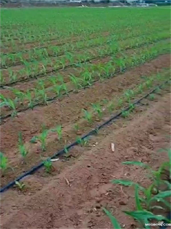 山东微喷带厂家